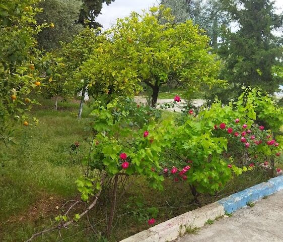 Ecole 11 janvierمجموعة مدارس 11 يناير