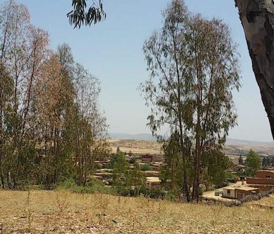 اولاد بوجنون