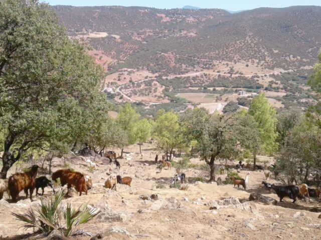 Oued Jamaa