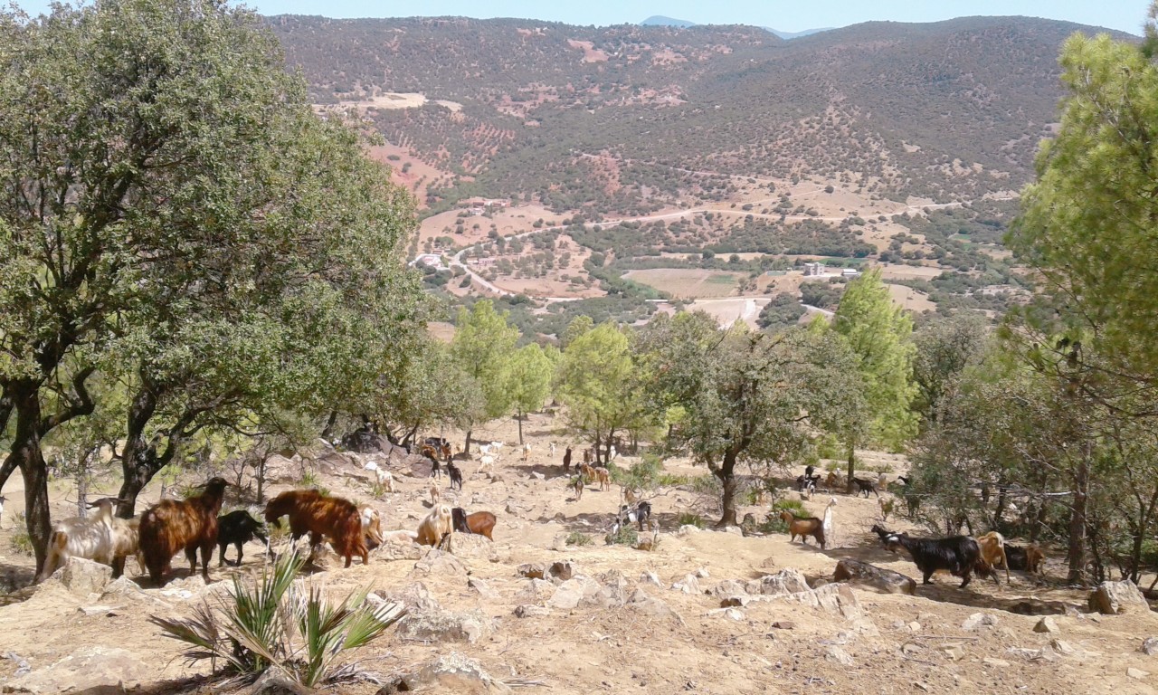 Oued Jamaa