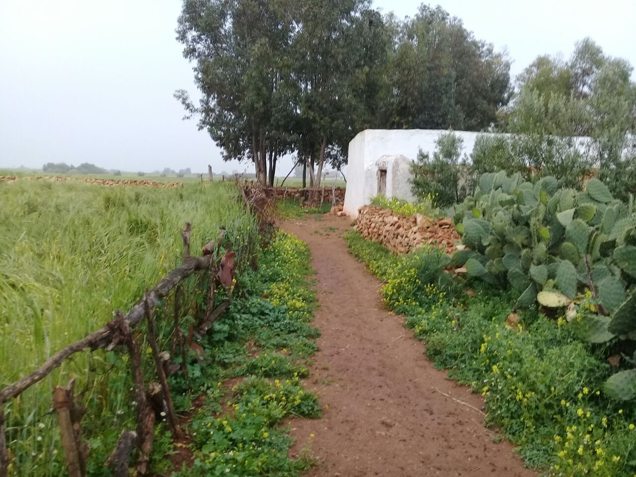 مسجد الحاج زين الدين