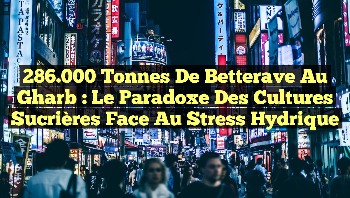 286.000 Tonnes de Betterave au Gharb : Le Paradoxe des Cultures Sucrières face au Stress Hydrique