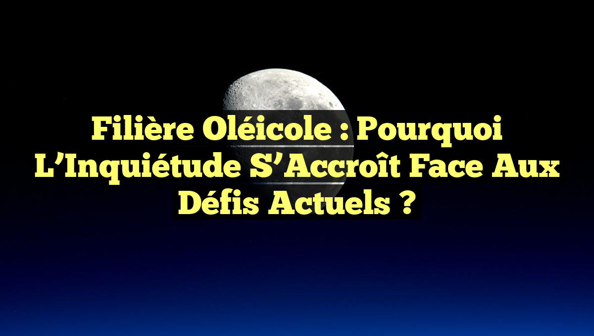 Filière Oléicole : Pourquoi l&rsquo;Inquiétude s&rsquo;Accroît Face aux Défis Actuels ?