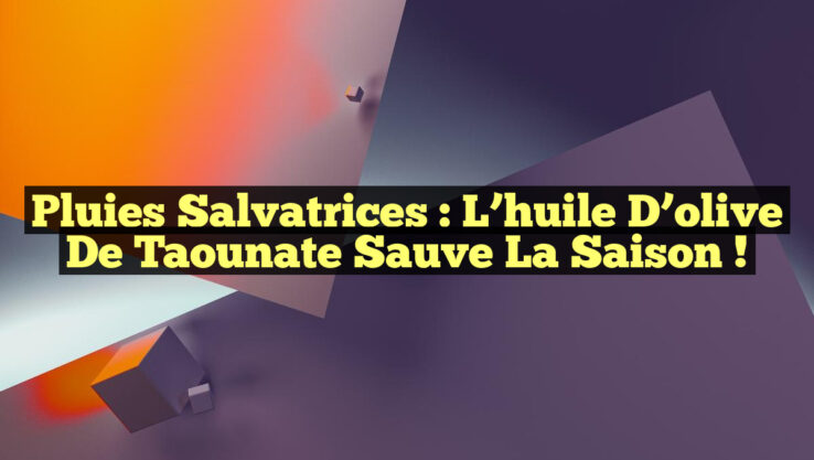 Pluies salvatrices : L’huile d’olive de Taounate sauve la saison !