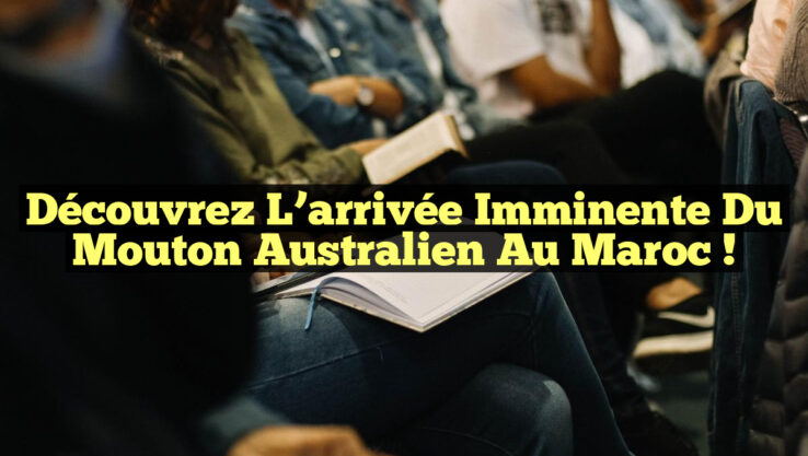 Découvrez l’arrivée imminente du mouton australien au Maroc !
