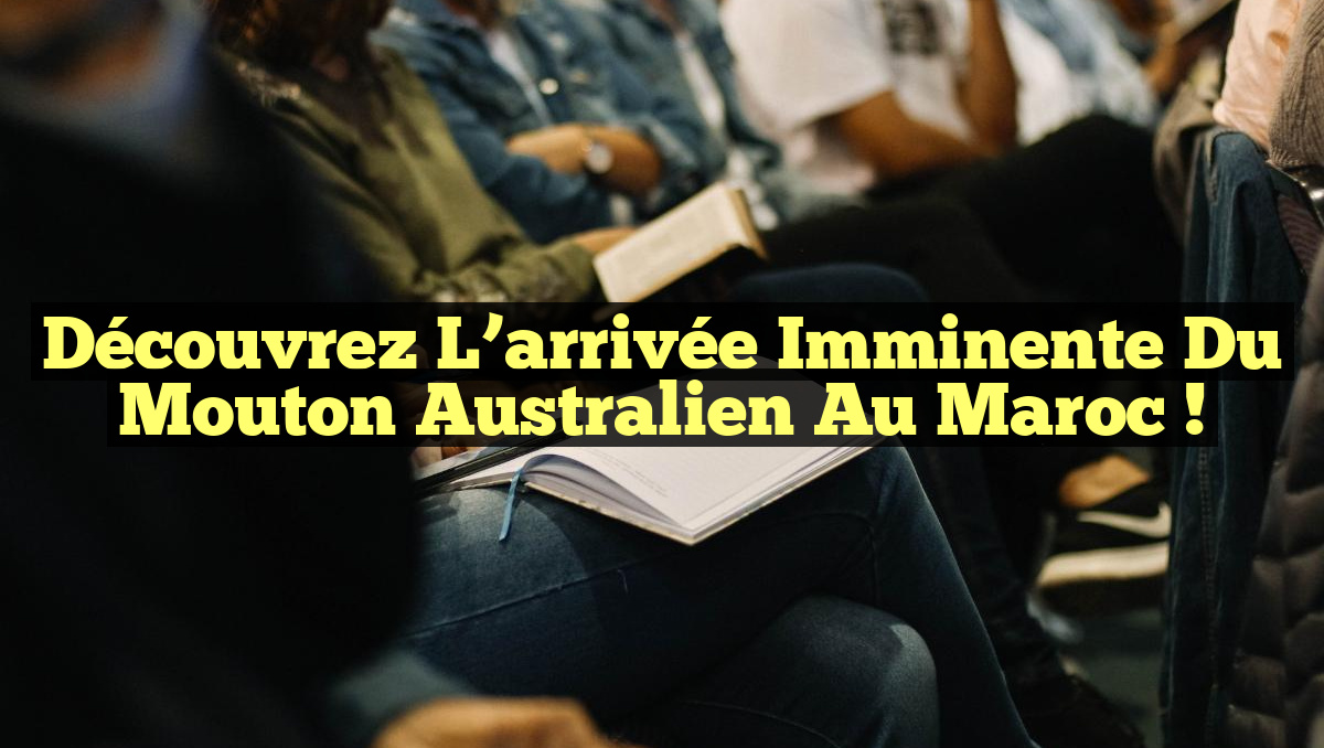 Découvrez l&rsquo;arrivée imminente du mouton australien au Maroc !