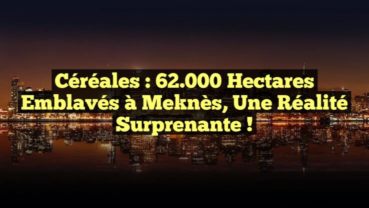 Céréales : 62.000 hectares emblavés à Meknès, une réalité surprenante !