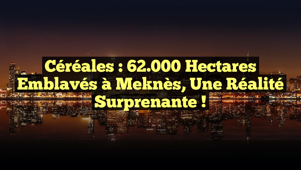 Céréales : 62.000 hectares emblavés à Meknès, une réalité surprenante !