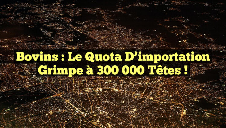 Bovins : Le quota d’importation grimpe à 300 000 têtes !