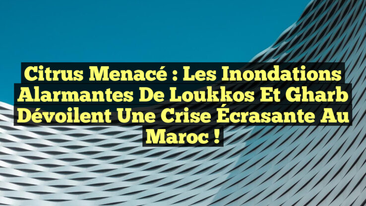 Citrus Menacé : Les Inondations Alarmantes de Loukkos et Gharb Dévoilent une Crise Écrasante au Maroc !