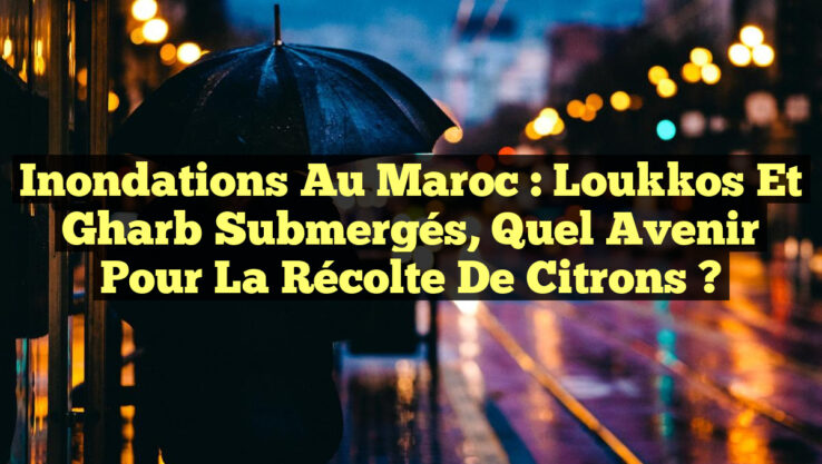 Inondations au Maroc : Loukkos et Gharb Submergés, Quel Avenir pour la Récolte de Citrons ?