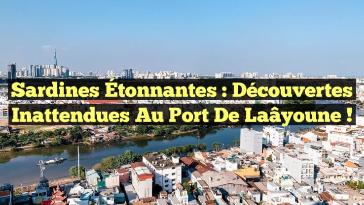 Sardines Étonnantes : Découvertes Inattendues au Port de Laâyoune !