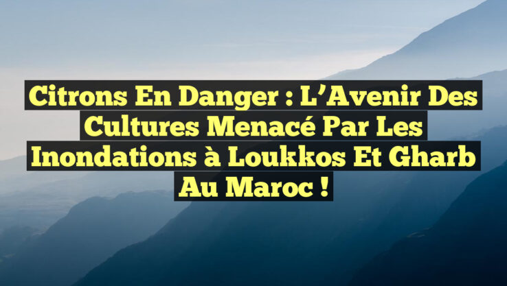 Citrons en Danger : L’Avenir des Cultures Menacé par les Inondations à Loukkos et Gharb au Maroc !