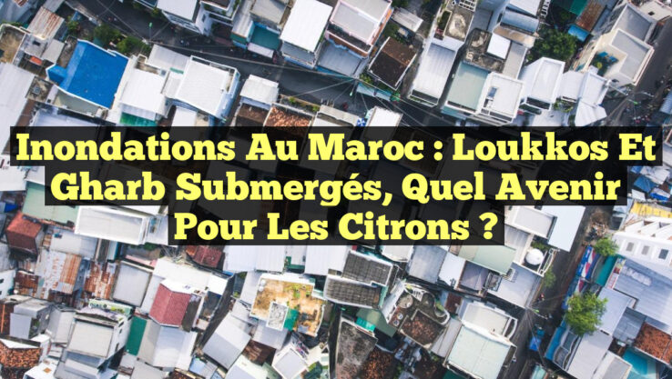 Inondations au Maroc : Loukkos et Gharb Submergés, Quel Avenir pour les Citrons ?