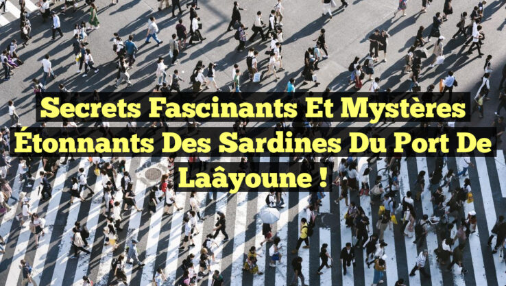 Secrets Fascinants et Mystères Étonnants des Sardines du Port de Laâyoune !