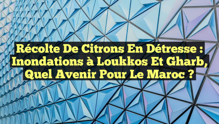 Récolte de Citrons en Détresse : Inondations à Loukkos et Gharb, Quel Avenir Pour le Maroc ?