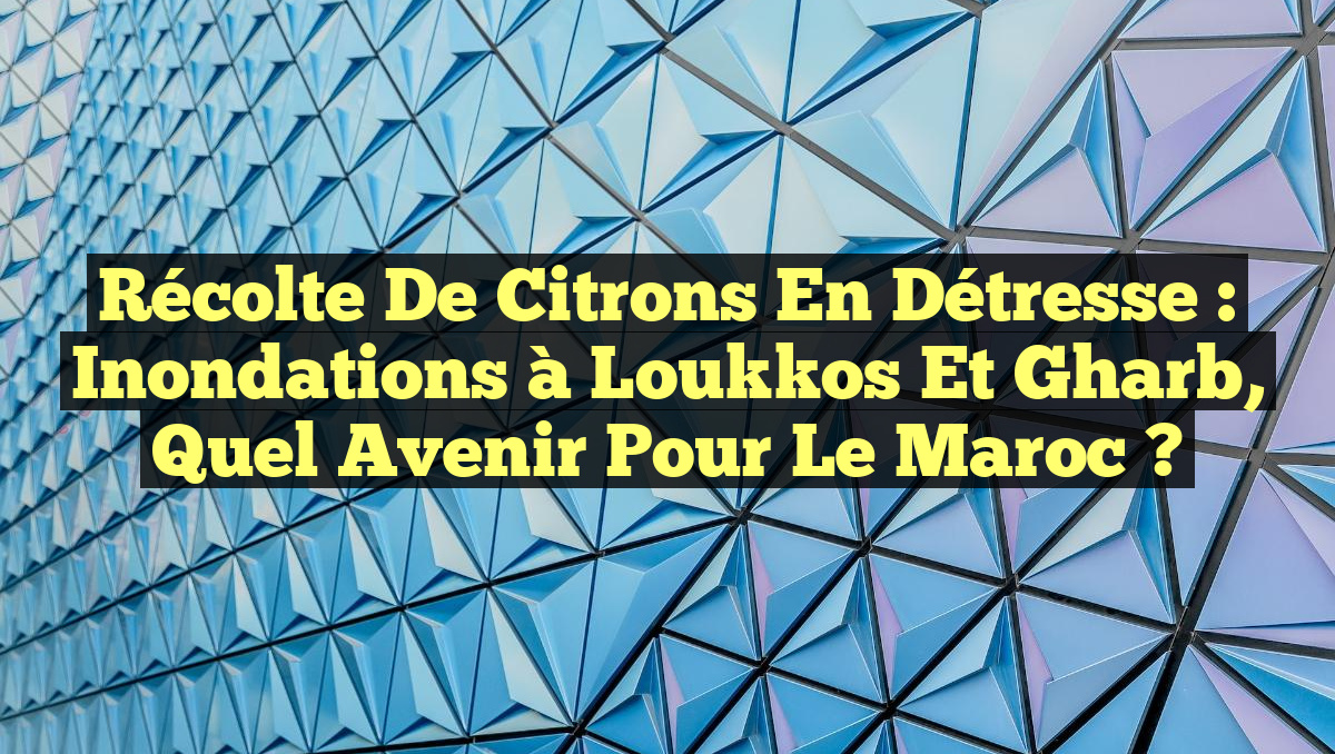 Récolte de Citrons en Détresse : Inondations à Loukkos et Gharb, Quel Avenir Pour le Maroc ?